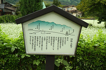 ソバ畑を背に、文字や絵でその地の説明文が書かれている江戸時代にあった瓦版が設置されている写真