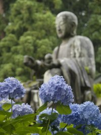 手前に綺麗な青と紫色の紫陽花が咲き、奥にはピントが淡くぼけている延命地蔵菩薩の写真