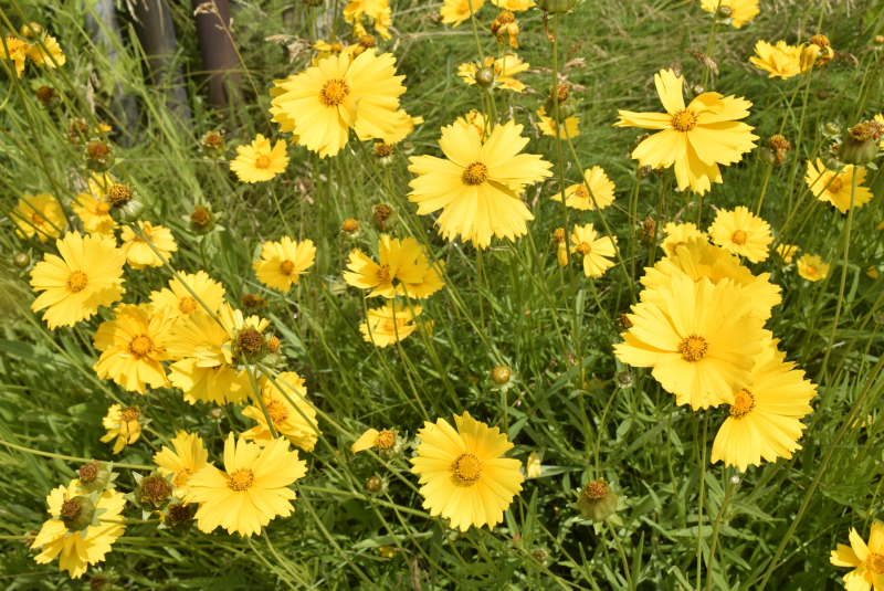黄色い花を咲かせたオオキンケイギクが沢山咲いている写真
