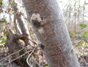 木の幹についた卵塊から孵化した幼虫が出てきている様子の写真