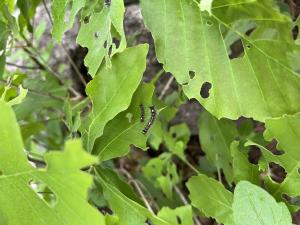 マイマイガの幼虫が木の葉の上についており、周りの葉が穴あきになっている様子を撮った写真