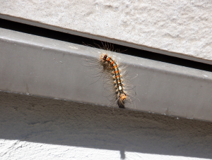 コンクリートの上を長い毛で覆われたマイマイガの幼虫が這っている様子をアップで撮った写真