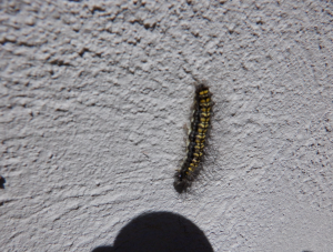黄色と黒の縞模様になっているマイマイガの幼虫をアップで撮った写真