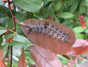 木の葉の裏に、毛で覆われたマイマイガの幼虫がついている写真
