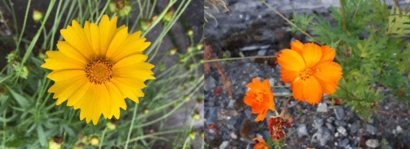 黄色い花を咲かせたオオキンケイギク（左）とオレンジ色の花を咲かせたキバナコスモス（右）の写真