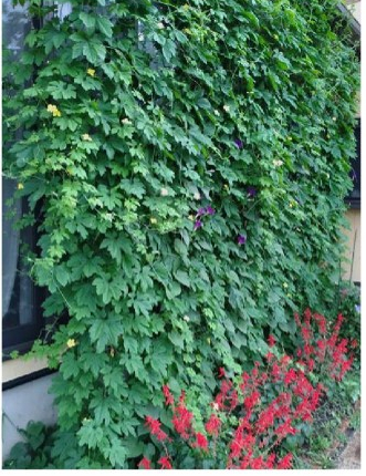 青々とした葉が生い茂り、窓全体をゴーヤの葉が覆っている緑のカーテンの写真