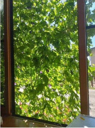 窓一面に緑のゴーヤの葉が覆い、葉っぱの隙間から優しい太陽の光が差し込んでいる室内から見た緑のカーテンの写真