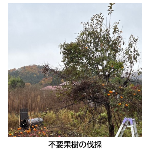 不要果樹の伐採