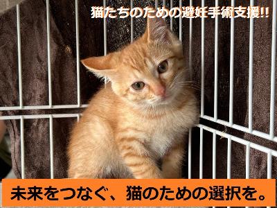 猫の写真