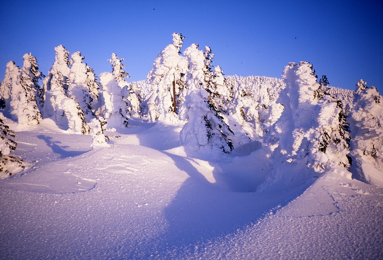 （イメージ）【その他】＜要申込＞天元台高原「樹氷鑑賞リフトハイキング」