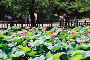 手前側でピンク色のはすの花が満開になっている様子と、柵の先で記念撮影をしている人たちの写真