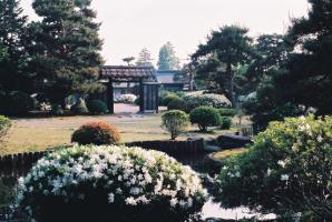 様々な種類の植木が植えられた庭園で、白色のつつじの花が満開になっている様子を撮った写真