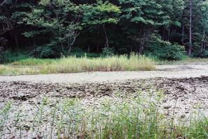 立木の手前側に、草が所々に生えている西向沼が広がっている風景写真