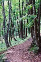 林の中に作られた遊歩道がカーブを描きながら先に続いていく様子を撮った風景写真