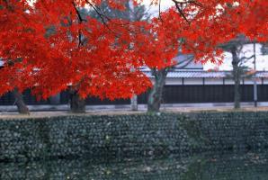 奥には石垣の上に街路樹が並んでいる様子と、手前側には真っ赤に紅葉しているもみじの枝先がアップで写っている写真