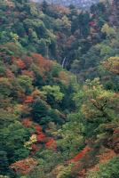 鮮やかに色づいた紅葉が広がっている場所に滝のようなものが一部見えている様子を撮った風景写真