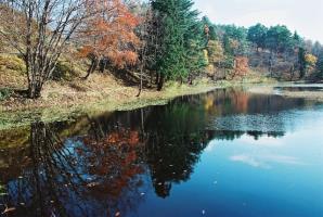 西向沼の周りに大きな樹木が広がっており、紅葉している樹木が所々に点在している様子を撮った写真