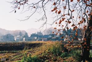 たわわに実った柿の木の先に田園や街並みが広がっている様子を撮った風景写真