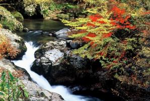 鮮やかに紅葉した木の葉と大樽川の水が勢いよく流れていく様子を撮った風景写真