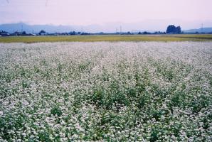 山並みや街並みを背景に、手前側には白いそばの花が一面に広がっている様子を撮った風景写真