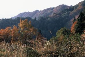 すすきなどの草が広がる場所から、奥には山並みが重なっている様子を撮った風景写真