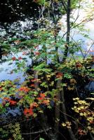 水草が浮かぶ西向沼と紅葉した樹木の葉を撮った風景写真
