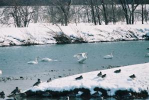 中央にの松川に白い白鳥が数羽おり、手前と奥の白い雪が積もった土手に鴨が数羽いる様子の写真