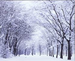 地面や枝に白い雪が積もった木々が並ぶ、八幡原緑地内の雪景色写真