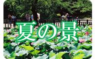 「夏の景」松が岬公園にはすの花が咲いている写真（米沢の美しい四季の風景【夏】のページへリンク）