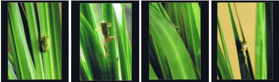 左から1枚目：緑色の葉っぱに緑色のカエルがとまっている写真、左から2枚目：緑色の葉っぱの上を緑色のカエルが上っている様子の写真、左から3枚目：緑色の葉っぱの間からカエルの目がちらりと顔を出している写真、左から4枚目：葉っぱにとまっているカエルが覗き込むような体勢でカメラの方を向いている写真