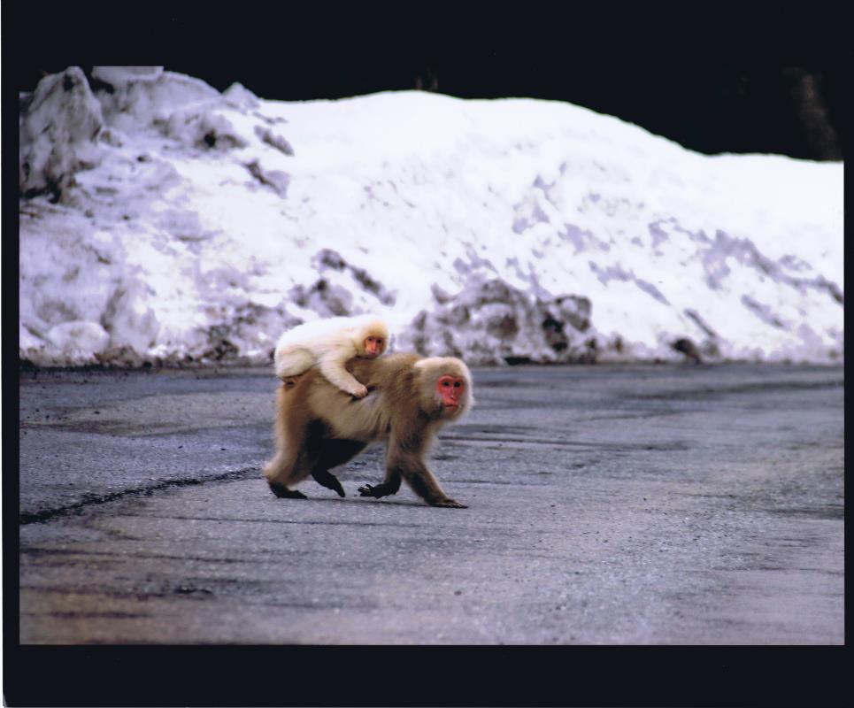 周りには雪が降り積もっている道路上を、子ザルを背負いながら横切るサルの写真