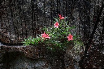 岩の隙間からピンク色の花を咲かせたイワツツジが生えている写真