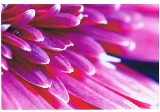 赤紫色をした細い花びらを近くから撮った写真