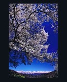 満開になった桜の枝越しに山並みや青空が広がっている写真