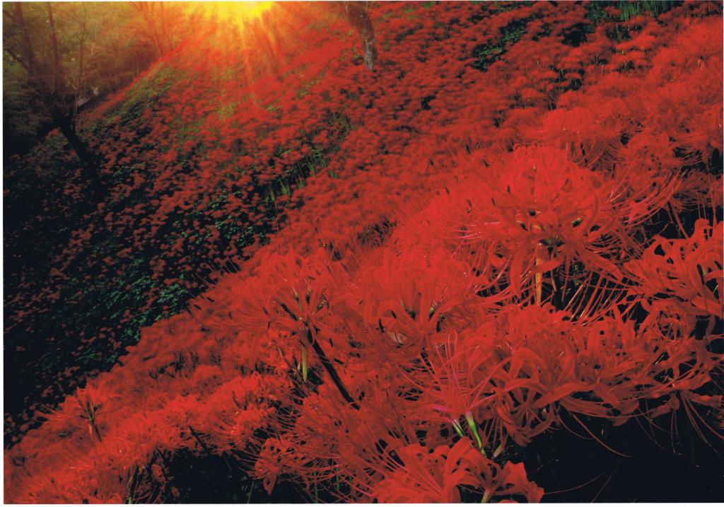 鮮やかな朱色をしたヒガンバナが野原一面に咲き誇っている写真