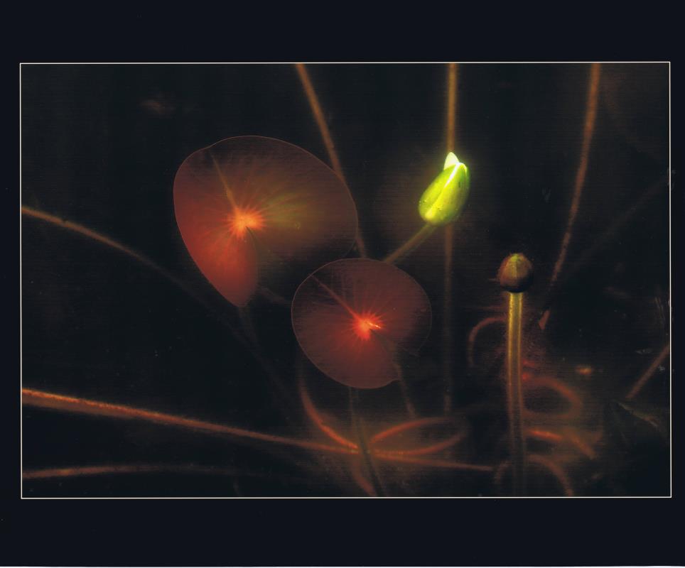 水中に伸びた茎や水面に浮かぶ水草を撮った写真