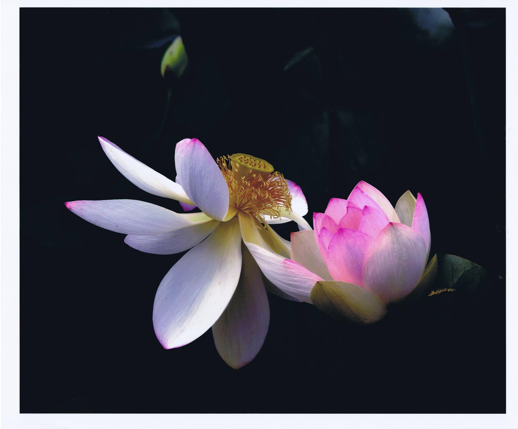 ピンク色に薄く色づいた蓮の花が並んでおり、左側の花は開いた花びらが下に下がっている写真