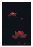朱色やピンク色をした蓮の花が前後で並んでいる写真