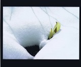 降り積もる雪の中から植物の芽が顔を出している写真
