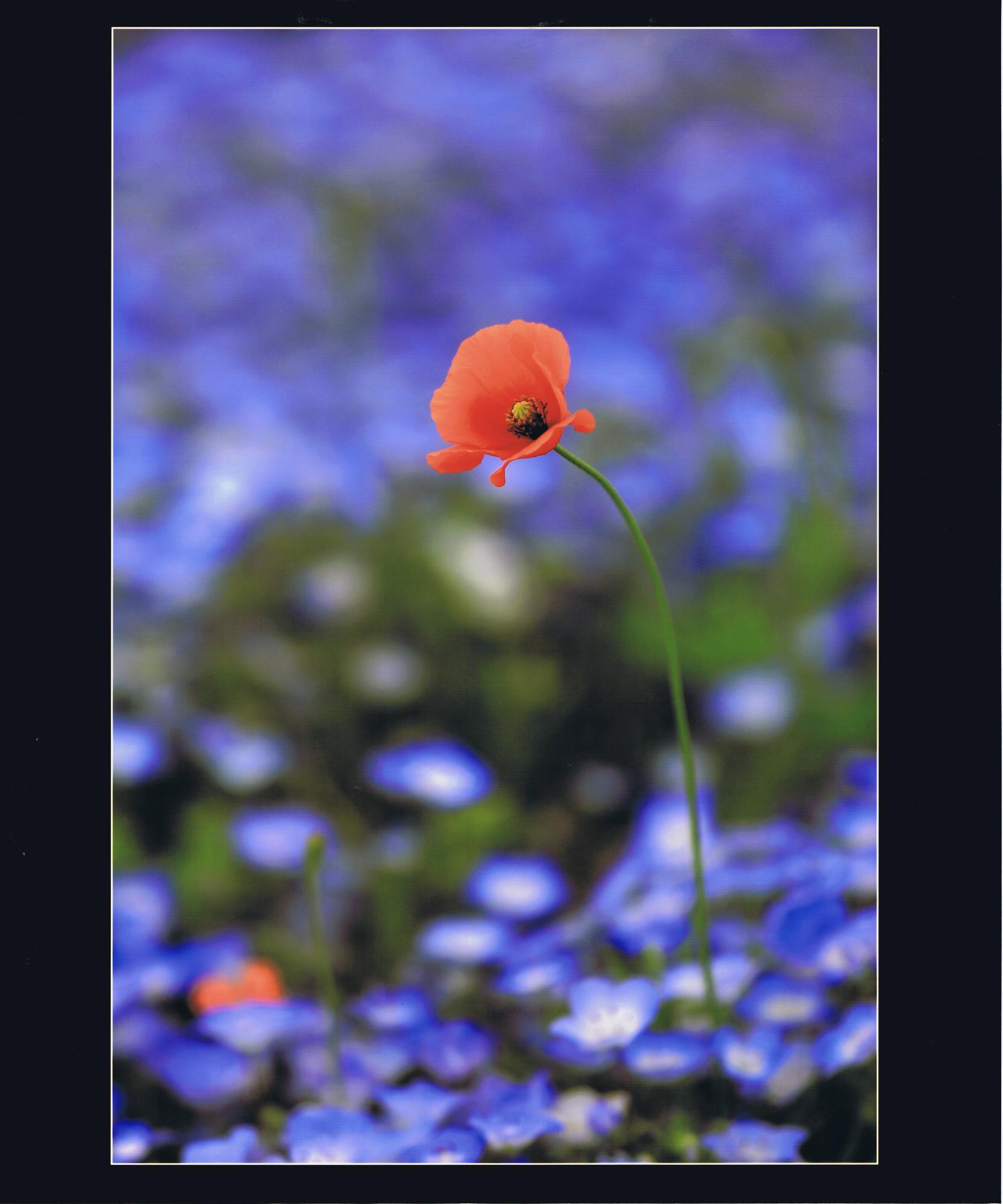 青色の花が一面に咲いた花畑にオレンジ色の花をつけた茎がすらりと伸びている写真