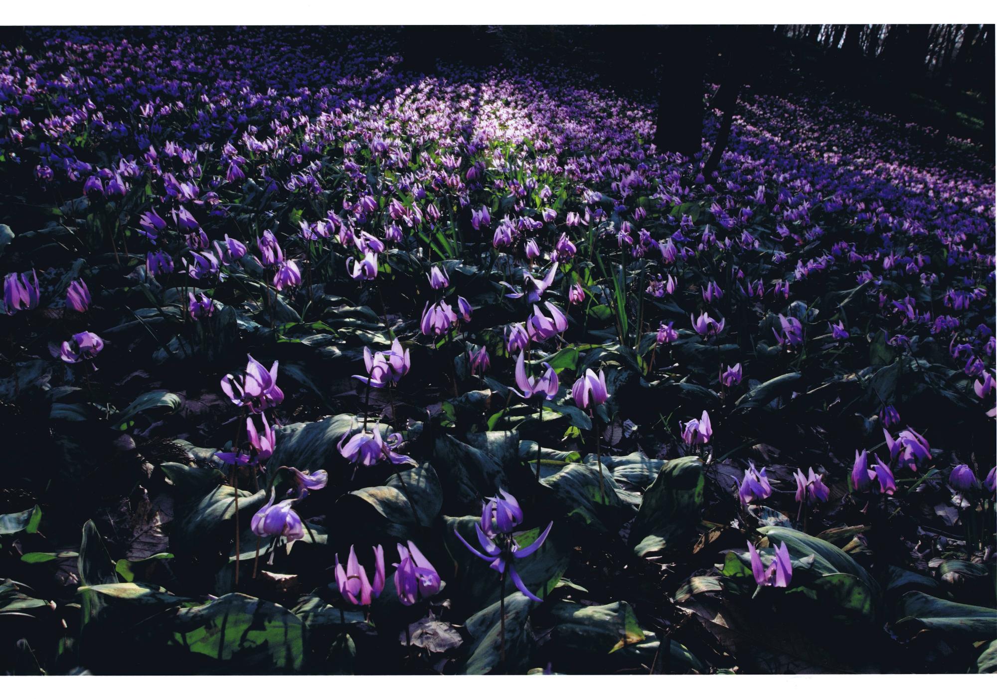 一面に紫色の花が咲き誇っている場所に一筋の光が差し込んでいる様子の写真