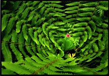 中心から放射線状に伸びたシダの葉の様な植物と、中心部分に咲くピンク色の1輪の花の写真