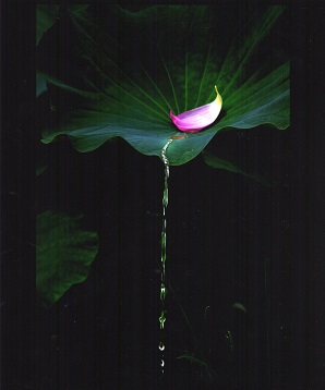 1枚のピンク色の花びらが乗った大きな葉っぱから水が滴っている写真