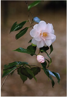 枝先に満開に咲いた花と、つぼみの花がついている写真
