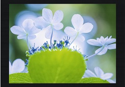 濃い青色で小さな粒のような花の周りに、ほんのり色づいた大きな花が囲んでいる写真