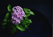 薄紫に色づいた星型の花が集まって咲いている写真