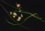 細い茎の先に黄色や朱色をした可憐な花が咲いている写真
