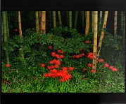 竹林が広がる地面に鮮やかな朱色の花が集まって咲いている写真