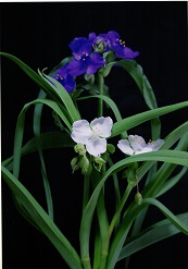茎の先に濃い紫色の花や白色の花が咲いている写真