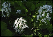 白色の小さな花が所々に集まって咲いており、光に照らされている写真